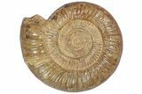 Giant, Jurassic Ammonite Fossil - Madagascar #191357-1